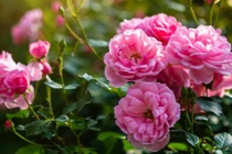 3 con giáp kinh doanh bùng nổ, Tết Giáp Thìn nhận niềm vui