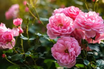 3 con giáp kinh doanh bùng nổ, Tết Giáp Thìn nhận niềm vui