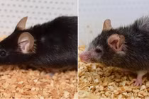 Chuột bạch “dạy” con người cách sống thọ