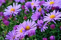 Thần Tài “chỉ mặt” 3 con giáp sang năm 2024 thăng tiến vượt bậc