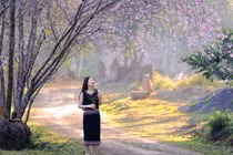 Hoa mai anh đào nở rộ hút khách đến Măng Đen