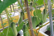 2 cách trồng dưa chuột trong thùng xốp cho quả sai lúc lỉu