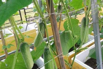 2 cách trồng dưa chuột trong thùng xốp cho quả sai lúc lỉu