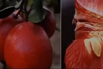 Video: Dân tình rần rần săn lùng loại bưởi hiếm này chưng Tết