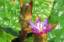 Video: 6 loại “thần dược” tác dụng như nhân sâm bán rẻ đầy chợ