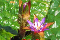 Video: 6 loại “thần dược” tác dụng như nhân sâm bán rẻ đầy chợ