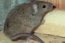 Video: Chỉ bằng 8 nguyên liệu trong bếp đảm bảo chuột biến mất