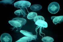 Bác sĩ chỉ cách phòng và sơ cứu sứa lửa cắn đúng nhất