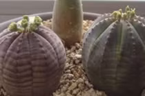 Video: Loại cây vừa hiếm vừa độc thoạt nhìn giống hệt xương rồng