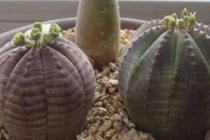 Video: Loại cây vừa hiếm vừa độc thoạt nhìn giống hệt xương rồng