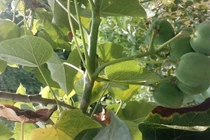 Tuyên Quang: Rủ nhau ăn quả vông, 10 trẻ phải nhập viện khẩn cấp