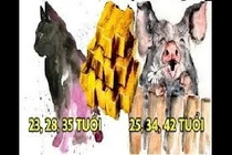Video: Dự đoán “không trật 1 ly” độ tuổi thành công của 12 con giáp