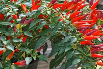 Video: Mẹo hay với ớt, bạn nên biết