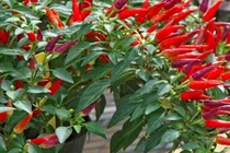 Video: Mẹo hay với ớt, bạn nên biết