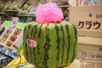 Đại gia Hà Nội dốc tiền mua dưa hấu vuông Nhật Bản độc lạ