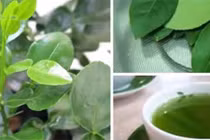 Video: “Tiên dược” chữa được hàng trăm thứ bệnh