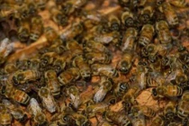 Video: Lỡ tay giết ong, người đàn ông bị 10.000 con quay lại trả thù