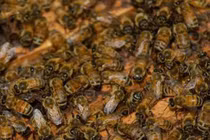 Video: Lỡ tay giết ong, người đàn ông bị 10.000 con quay lại trả thù