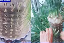 Video: Ngã ngửa cách trồng tỏi kỳ lạ ai cũng muốn làm theo