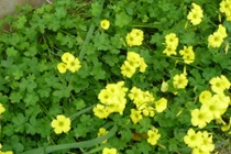 Video: Ít ai ngờ loại cây mọc đầy đường này lại chữa được 10 loại bệnh