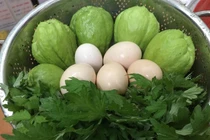 Ngưỡng mộ bà mẹ Hà thành trồng rau, nuôi chim gà trên sân thượng