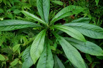 Khám phá những tác dụng tuyệt vời của lá xương sông 