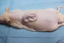 Video: Kỳ lạ tai người “mọc” trên lưng chuột ở Nhật Bản