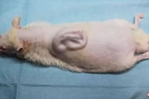 Video: Kỳ lạ tai người “mọc” trên lưng chuột ở Nhật Bản