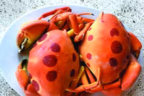 Nhà giàu Việt săn lùng cua Mặt trăng quý hiếm