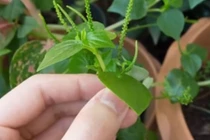 Video: 2 loại rau cỏ dại ở Việt Nam, nhưng là thần dược ở nước ngoài