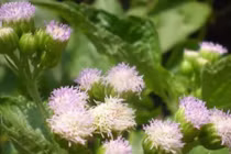 Video: Bài thuốc dân gian chữa viêm xoang dứt điểm