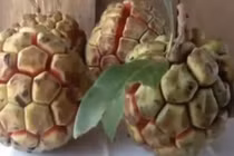 Video: Quả na rừng 5kg giá nửa triệu đang gây sốt