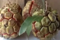 Video: Quả na rừng 5kg giá nửa triệu đang gây sốt