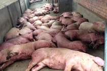 Dịch tả lợn châu Phi xâm nhiễm vào Việt Nam nguy hiểm thế nào?