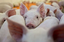 Bộ Y tế: Dịch tả lợn Châu Phi không lây truyền sang người