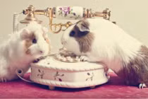 Video: Hướng nhà hợp với tuổi Canh Tý, giúp gia chủ ăn nên làm ra