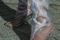 Phát hoảng loạt tác hại không ngờ của giày cao gót trong veo