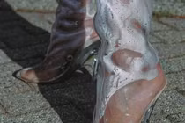 Phát hoảng loạt tác hại không ngờ của giày cao gót trong veo