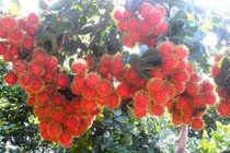 Nhiều người ăn chôm chôm nhưng không biết những lợi ích này