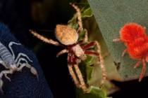 Vì sao Australia 'sở hữu' nhiều động vật có nọc độc?