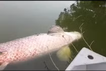 Kinh hãi phát hiện xác loài cá lớn nhất thế giới nổi trên hồ