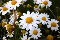 Top con giáp may mắn nhất và đen đủi nhất cuối tháng 4/2018