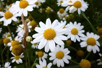 Top con giáp may mắn nhất và đen đủi nhất cuối tháng 4/2018