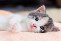 Cuối tháng 12/2022: Ba con giáp Hỷ thần đón đường, tình tiền đỏ thắm 