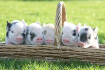 Từ giữa tháng 7, lộc đến tay 4 con giáp giàu sang phú quý nhất thiên hạ