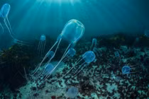 Kinh hãi 10 động vật có nọc độc nguy hiểm nhất hành tinh 