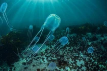 Kinh hãi 10 động vật có nọc độc nguy hiểm nhất hành tinh 