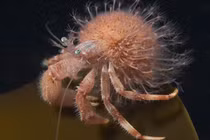 Kinh ngạc khả năng “tái sinh vô hạn” của 5 loài vật