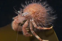 Kinh ngạc khả năng “tái sinh vô hạn” của 5 loài vật