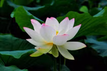 Dự đoán tuần mới 21/05 - 27/05/2018 cho 12 con giáp